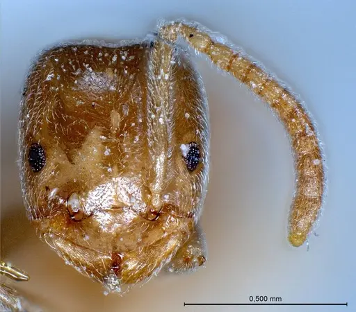 Bothriomyrmex pubens - ANTWEB1008378