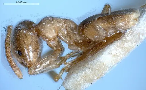 Bothriomyrmex pubens - ANTWEB1008378