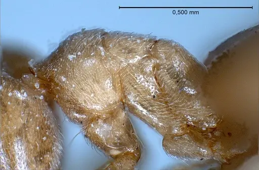 Bothriomyrmex pubens - ANTWEB1008378