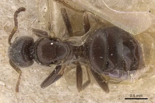 Bothriomyrmex pubens - CASENT0911486