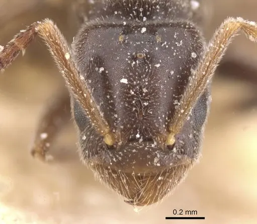 Bothriomyrmex pubens - CASENT0911486