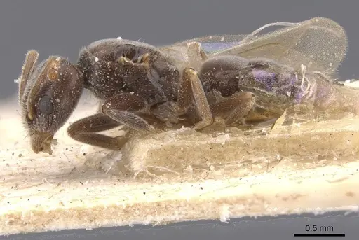 Bothriomyrmex pubens - CASENT0911486