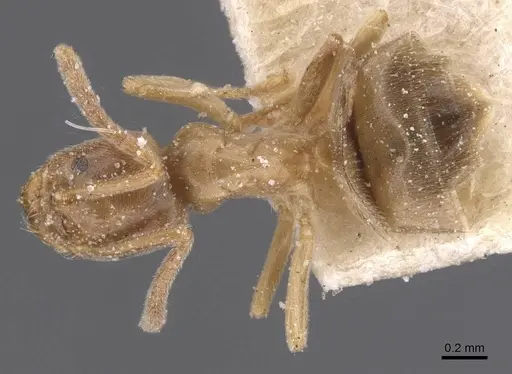 Bothriomyrmex pubens - CASENT0911487