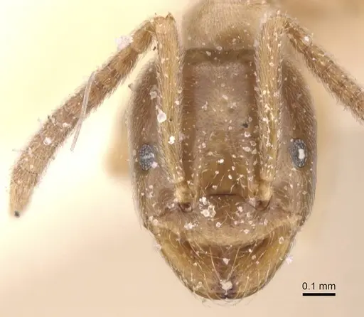 Bothriomyrmex pubens - CASENT0911487