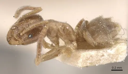 Bothriomyrmex pubens - CASENT0911487