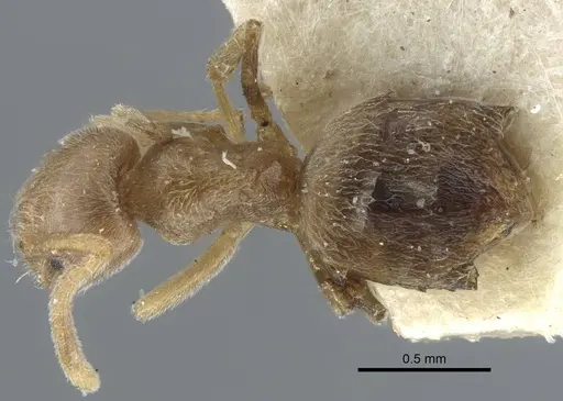 Bothriomyrmex pubens - CASENT0917116