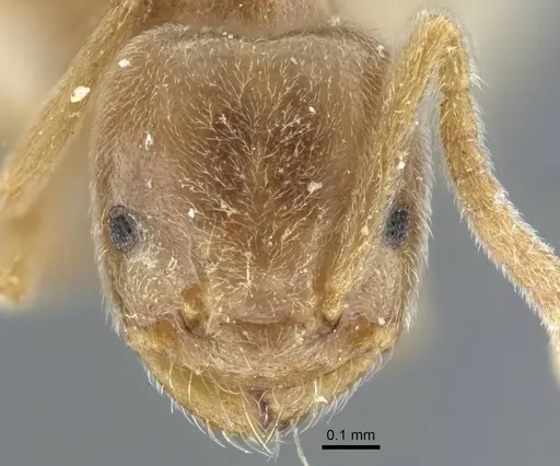 Bothriomyrmex pubens - CASENT0917116