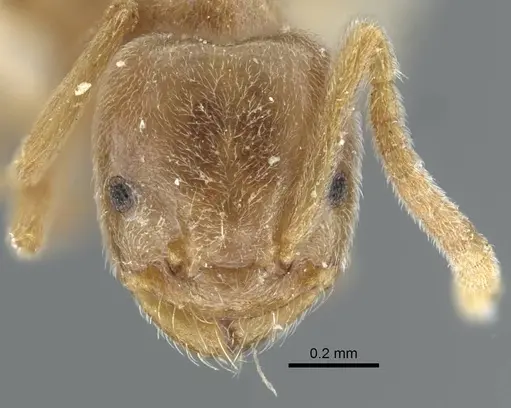 Bothriomyrmex pubens - CASENT0917116