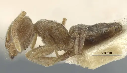 Bothriomyrmex pubens - CASENT0917116