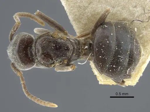 Bothriomyrmex pubens - CASENT0917117
