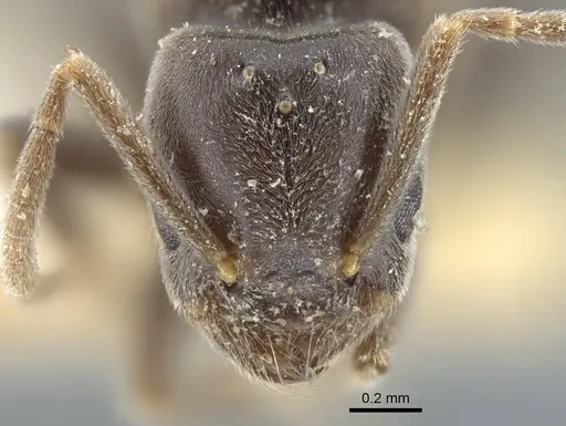 Bothriomyrmex pubens - CASENT0917117