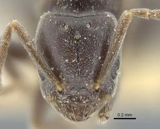 Bothriomyrmex pubens - CASENT0917117