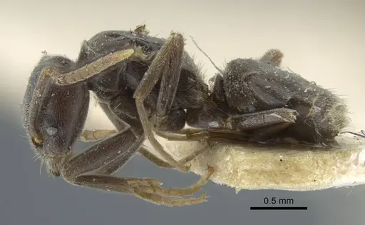 Bothriomyrmex pubens - CASENT0917117