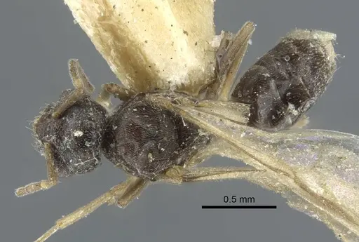 Bothriomyrmex pubens - CASENT0917118