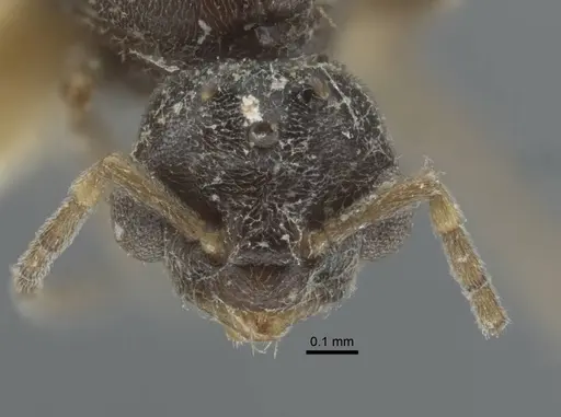 Bothriomyrmex pubens - CASENT0917118