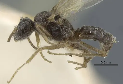 Bothriomyrmex pubens - CASENT0917118