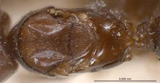 Bothriomyrmex regicidus specimen