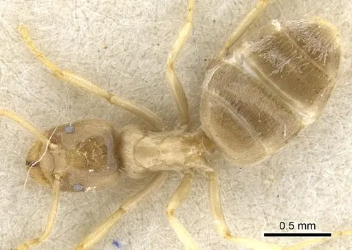 Bothriomyrmex salsurae specimen