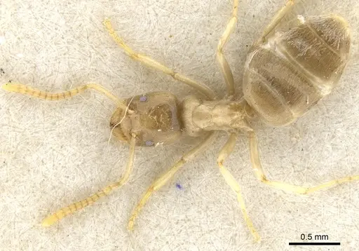 Bothriomyrmex salsurae specimen