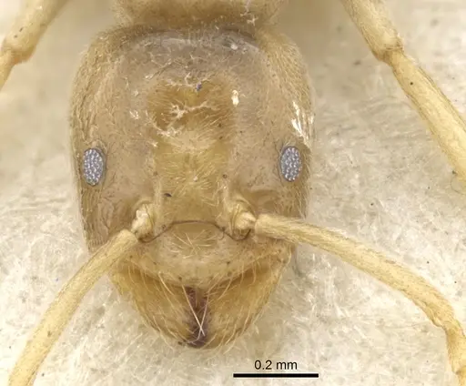 Bothriomyrmex salsurae specimen