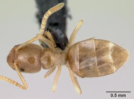 Bothriomyrmex saundersi specimen