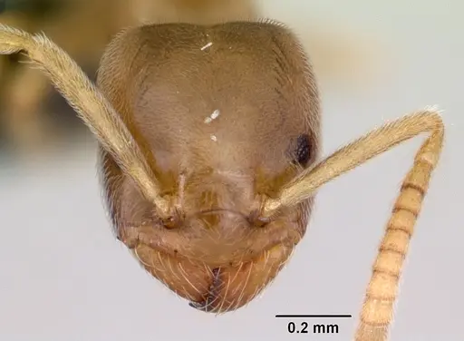 Bothriomyrmex saundersi specimen