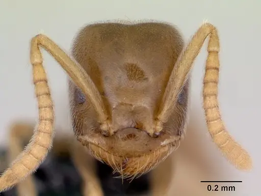 Bothriomyrmex saundersi - CASENT0172694