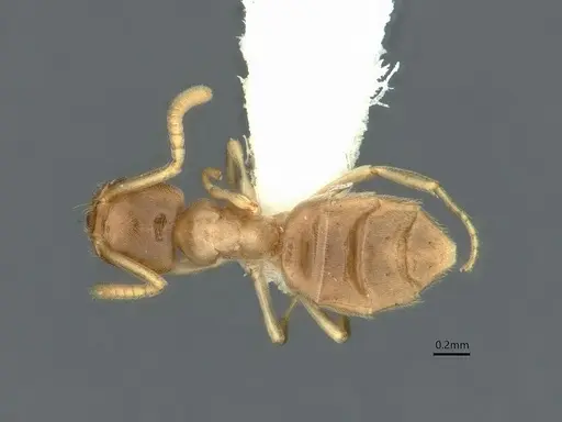 Bothriomyrmex saundersi - CASENT0886004