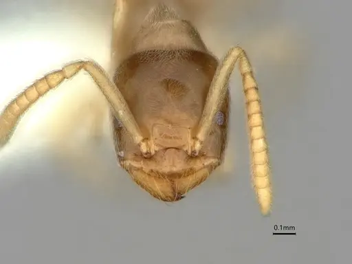 Bothriomyrmex saundersi - CASENT0886004