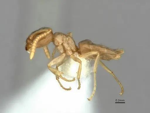 Bothriomyrmex saundersi - CASENT0886004