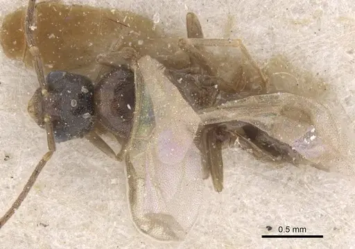 Bothriomyrmex saundersi - CASENT0911490