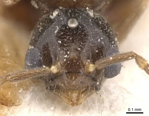 Bothriomyrmex saundersi - CASENT0911490