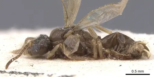 Bothriomyrmex saundersi - CASENT0911490