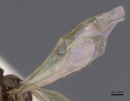 Bothriomyrmex saundersi - CASENT0911490