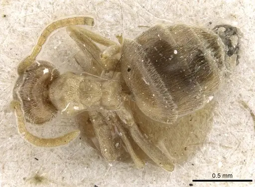 Bothriomyrmex turcomenicus specimen