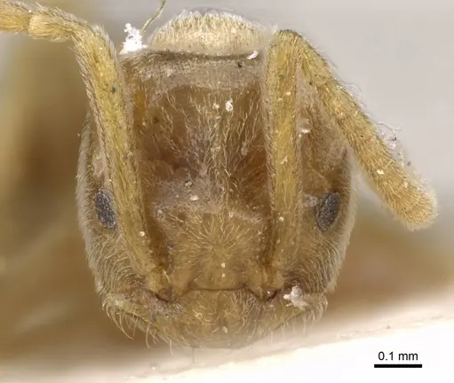 Bothriomyrmex turcomenicus specimen