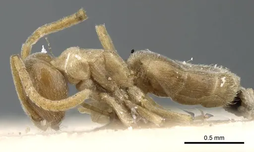 Bothriomyrmex turcomenicus specimen
