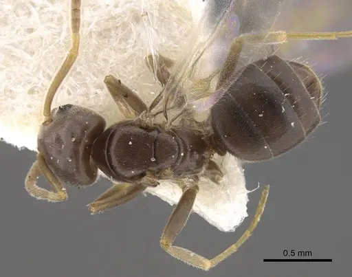 Bothriomyrmex urartus specimen