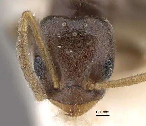 Bothriomyrmex urartus specimen