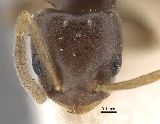 Bothriomyrmex urartus specimen
