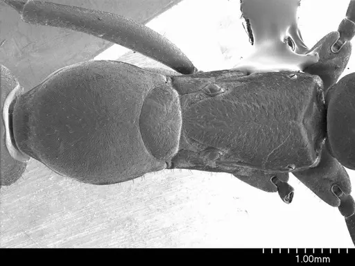 Bothroponera berthoudi specimen