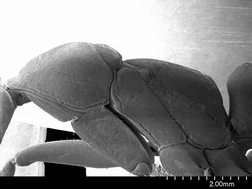 Bothroponera berthoudi specimen