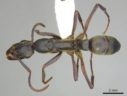 Bothroponera berthoudi - CASENT0249198