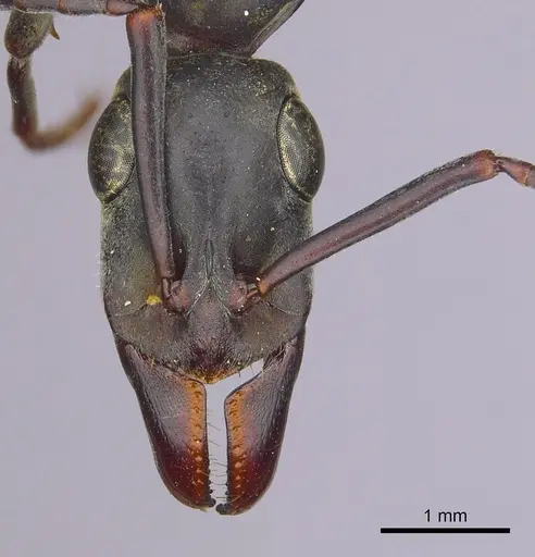 Bothroponera berthoudi - CASENT0249198