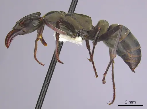 Bothroponera berthoudi - CASENT0249198