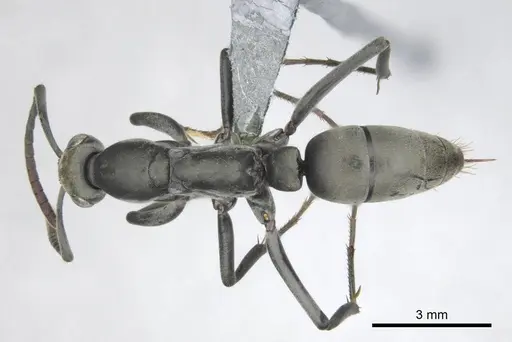 Bothroponera berthoudi - CASENT0250169