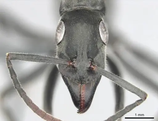 Bothroponera berthoudi - CASENT0250169