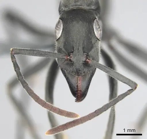 Bothroponera berthoudi - CASENT0250169