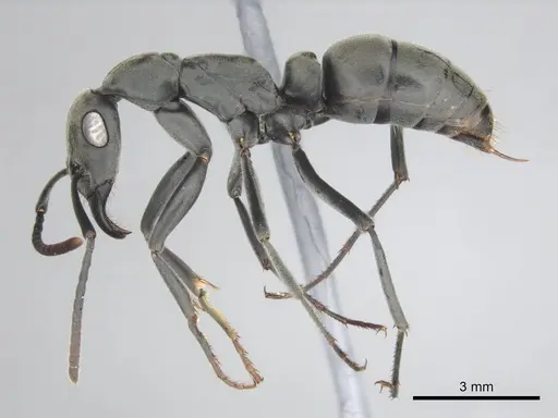 Bothroponera berthoudi - CASENT0250169