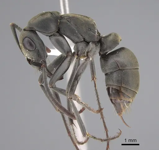 Bothroponera berthoudi - CASENT0887832